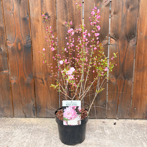 Prunus Glandulosa 'Rosea plena' - Cerisier à fleurs
