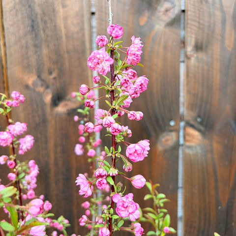Prunus Glandulosa 'Rosea plena' - Cerisier à fleurs