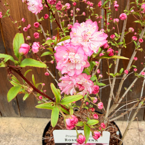 Prunus Glandulosa 'Rosea plena' - Cerisier à fleurs