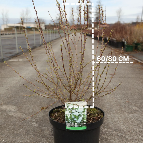 Cerisier à fleurs 'Alba plena'