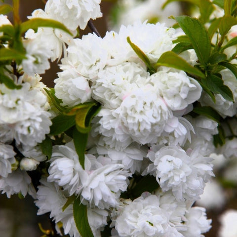 Cerisier à fleurs 'Alba plena'