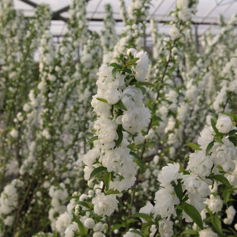 Cerisier à fleurs 'Alba plena'