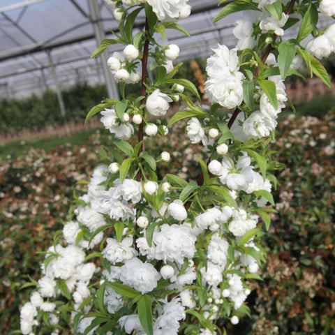 Cerisier à fleurs 'Alba plena'
