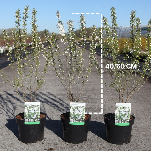 Cerisier à fleurs 'Alba plena'