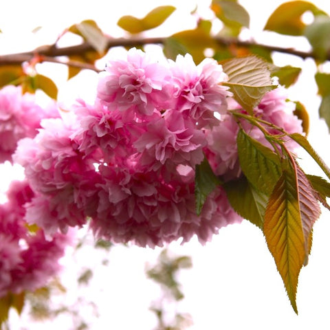 Prunus Kiku-Shidare-Zakura