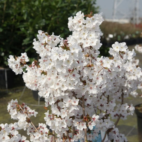 Cerisier du Japon 'Brillant'