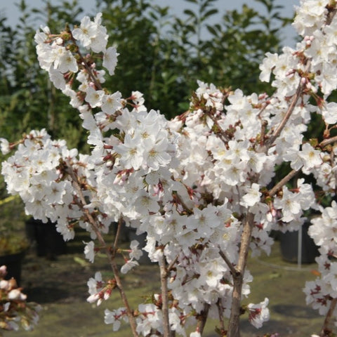 Cerisier du Japon 'Brillant'