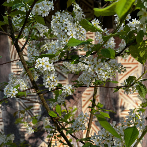 Arbre aux muguets