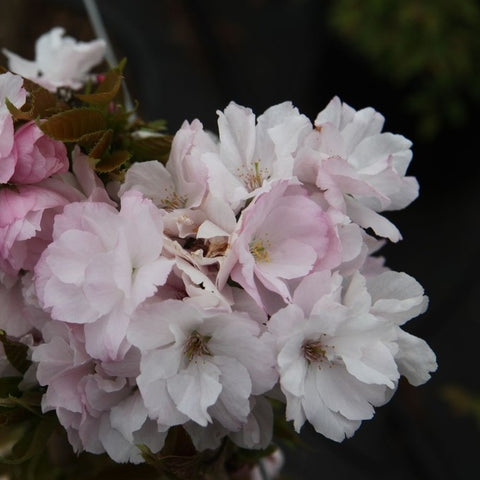 Prunus 'Amanogawa'