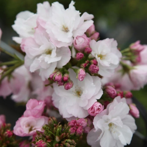 Prunus 'Amanogawa'