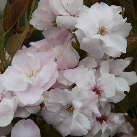 Prunus 'Amanogawa'