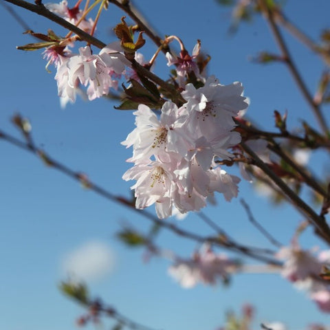 Prunus 'Autumnalis Rosea'