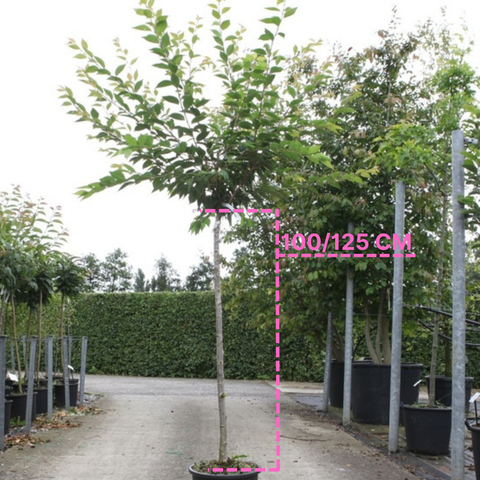 Prunus 'Autumnalis Rosea'