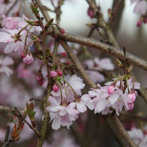 Prunus 'Autumnalis Rosea'