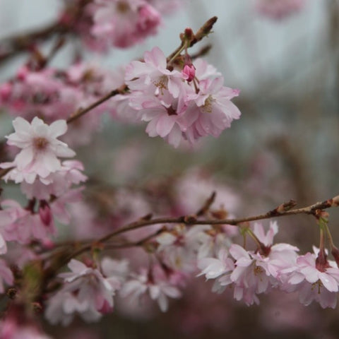 Prunus 'Autumnalis Rosea'