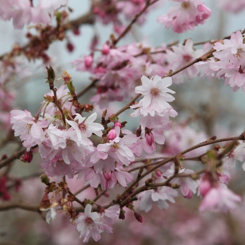 Prunus 'Autumnalis Rosea'