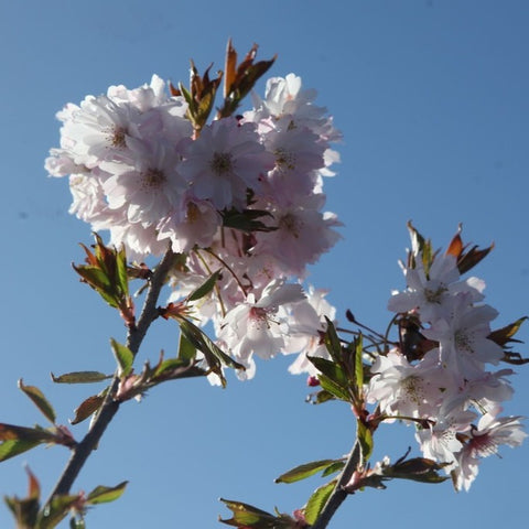 Prunus 'Autumnalis Rosea'