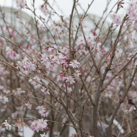 Prunus 'Autumnalis Rosea'