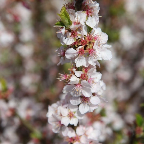 Prunus tomentosa