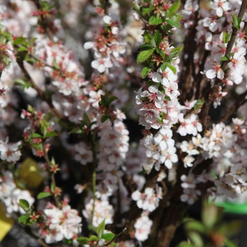 Prunus tomentosa