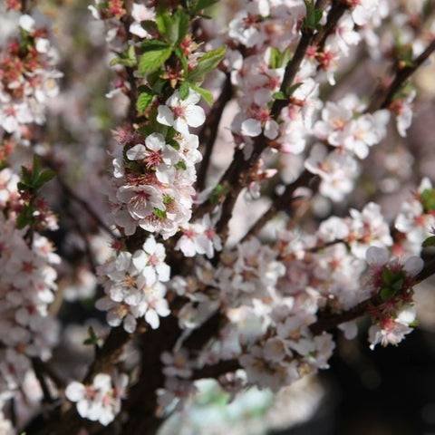 Prunus tomentosa