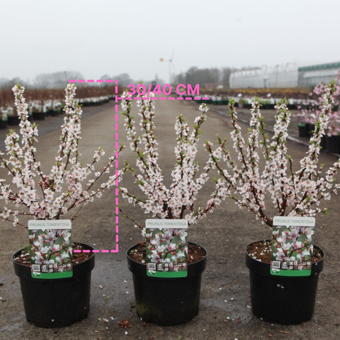 Prunus tomentosa