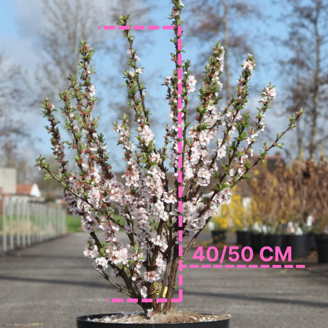 Prunus tomentosa