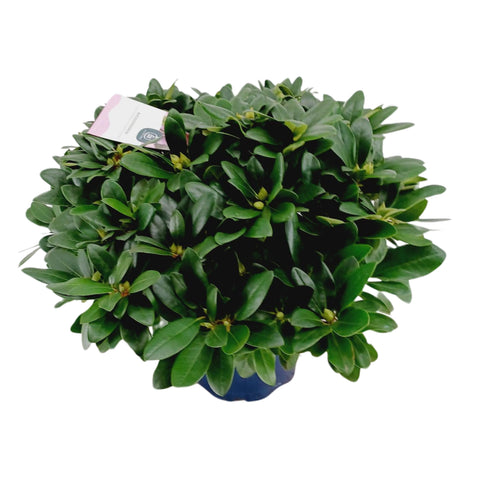Rhododendron 'catawbiense Grandiflorum'