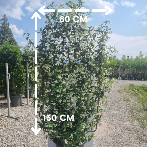 Jasmin étoilé - ESPALIER