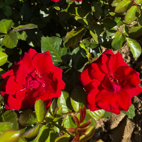 Rosier à grandes fleurs 'Bertand Amoussou'