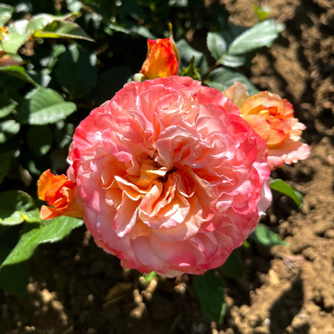 Rosier à grandes fleurs 'Fox Trot'