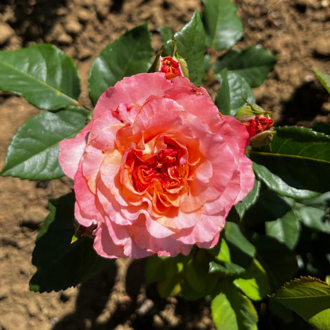 Rosier à grandes fleurs 'Fox Trot'