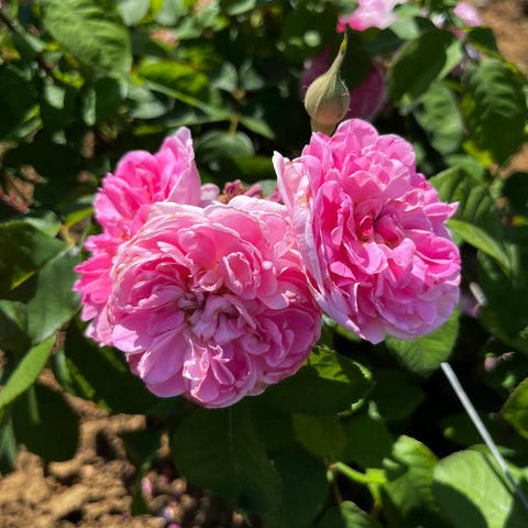 Rosier David Austin 'Gertrude Jekyll'