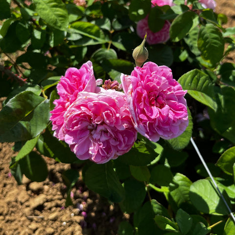 Rosier David Austin 'Gertrude Jekyll'