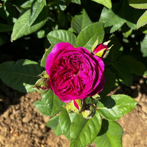 Rosier à fleurs groupées 'Purple lodge'