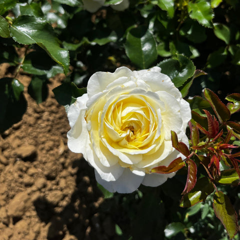 Rosier à grandes fleurs 'Rose de Bretagne'