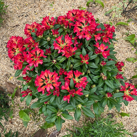 Rhododendron Scyphocalyx