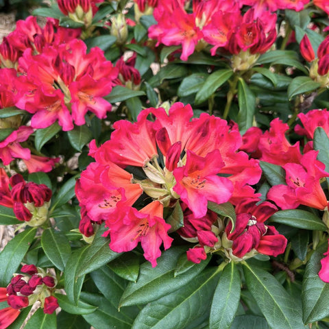 Rhododendron Scyphocalyx