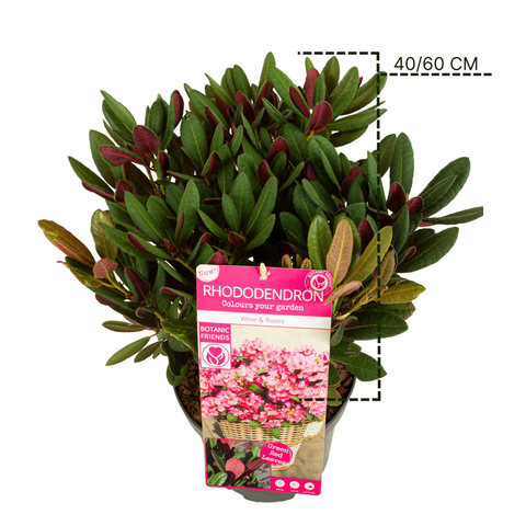 Rhododendron 'Wine & Roses'