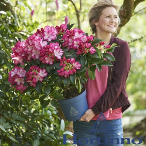 Rhododendron 'XXL'
