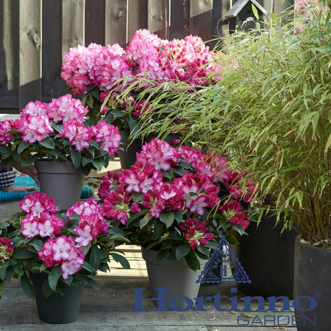 Rhododendron 'XXL'