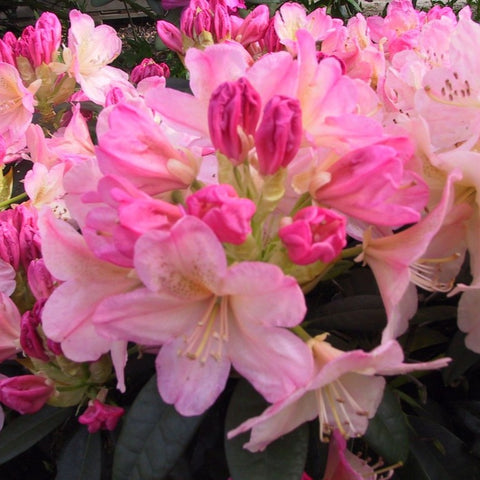 Rhododendron 'Percy Wiseman'