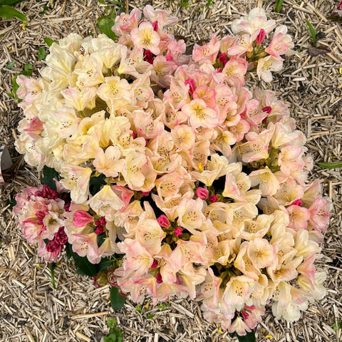 Rhododendron 'Percy Wiseman'