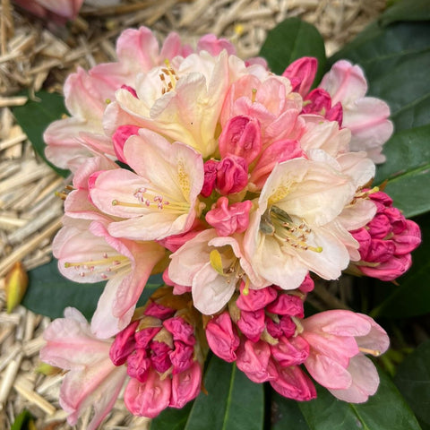 Rhododendron 'Percy Wiseman'