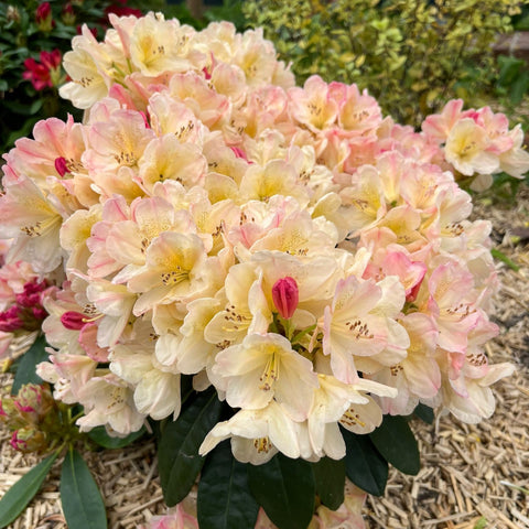 Rhododendron 'Percy Wiseman'