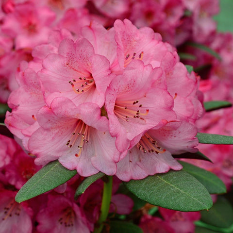Rhododendron 'Wine & Roses'