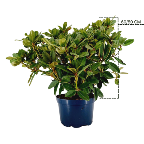 Rhododendron 'red jack'