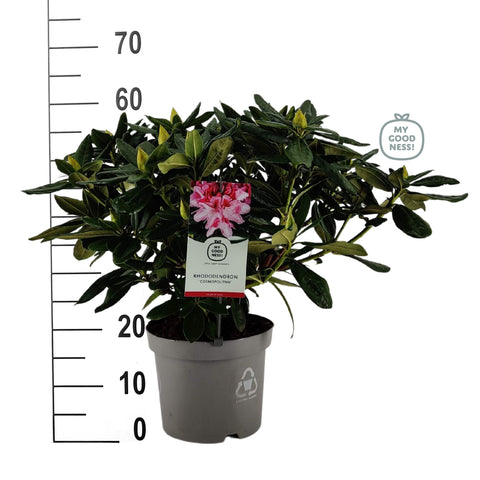 Rhododendron 'Cosmopolitan'