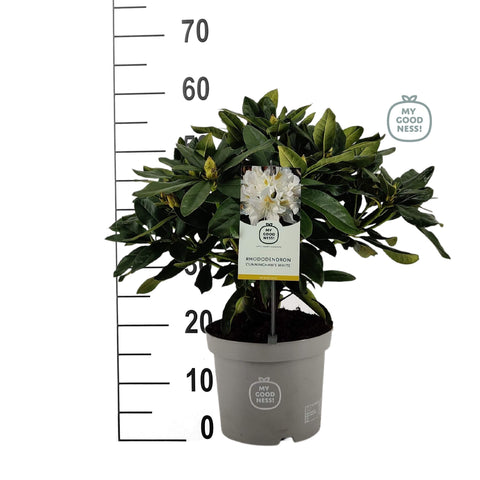 Rhododendron 'Cunningham's White'