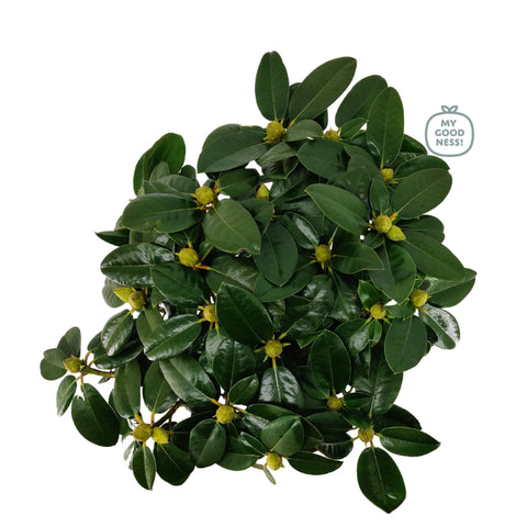 Rhododendron 'Germania'